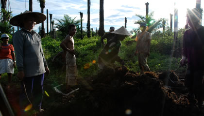 Kelapa Sawit